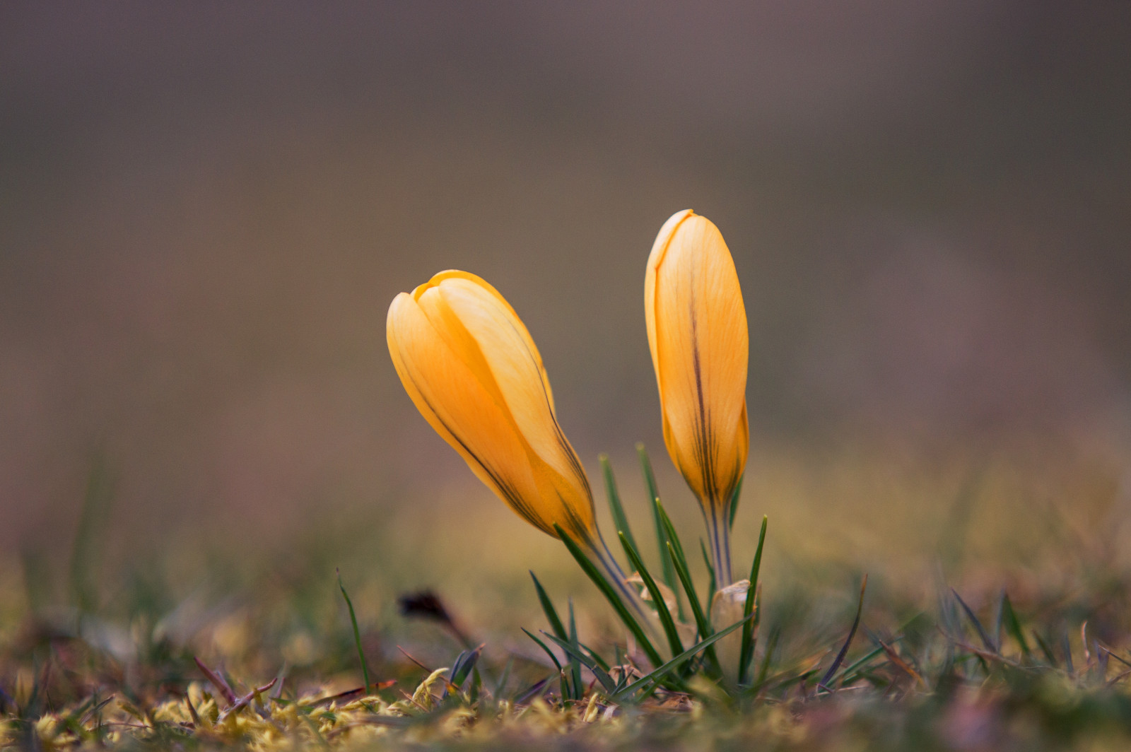 slunečnímu záření, krajina, světla, les, Černá, Photoshop, květiny, Příroda, rostliny, fotografování, dřevo, makro, žlutý, modrý, Německo, slunce, Kánon, oranžový, šátek, náměstí, bokeh, denní světlo, jaro, Bavaria, krokus, světlo, barva, 70200, zoom, flickr, Landschaft, květ, rostlina, venkovní, sezóna, Sluneční svit, flóra, mimo, pupen, upláchnout, makro, natur, deutschland, okvětní lístek, 28, dnes, 70200 mm, Wald, vrbový prut, eos, bayern, Farben, squareformat, denně, formát, barevný, divoká rostlina, naturephotography, blumen, zálesí, bl deset, 70d, počítač tapeta, zblízka, makro fotografie, závod stonek, fr hjahr, farbig, sch rfentiefe, Fruhling, Jahreszeiten, sch RFE, telezoom, Oberpfalz