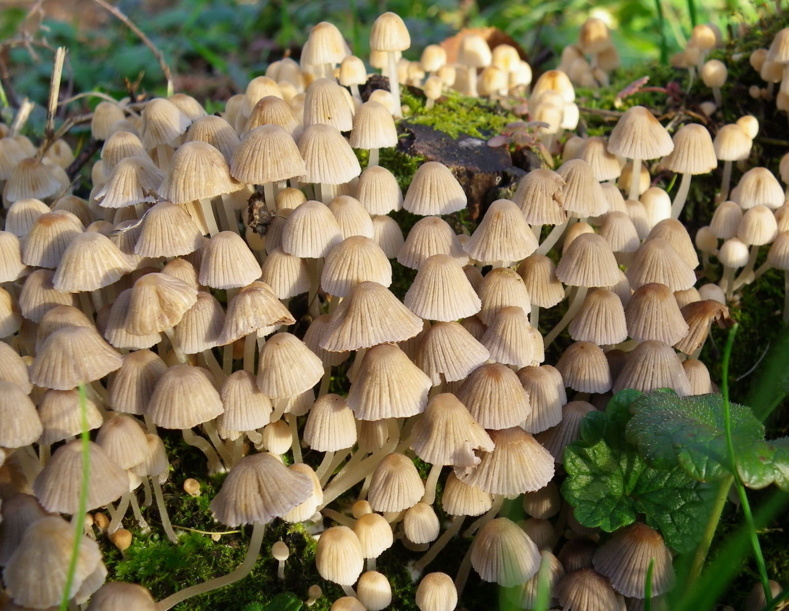 Wallpaper Jamur yang bisa dimakan, jamur obat, penny bun, Agaricaceae