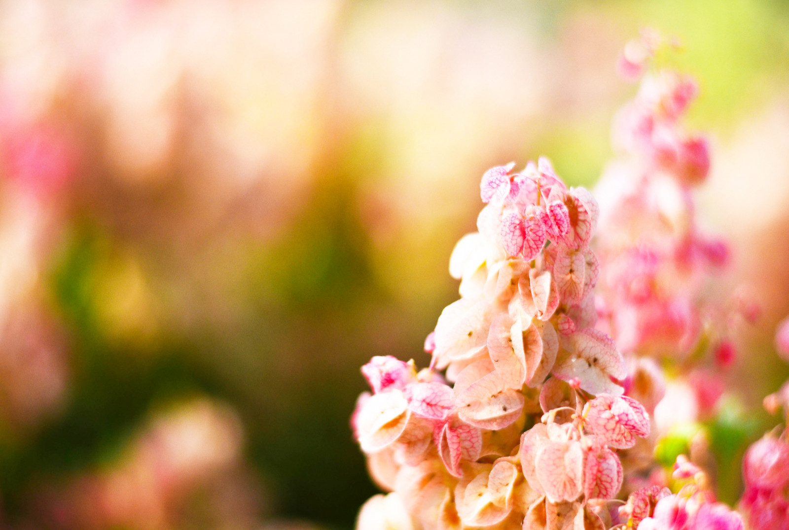 barvitý, květiny, Příroda, fotografování, větev, květ, růžový, jaro, podzim, list, květ, rostlina, flóra, okvětní lístek, suchozemská rostlina, kvetoucí rostlina, zblízka, makro fotografie, floristika