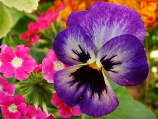 macro,nature,flowers,autumn,closeup,flora
