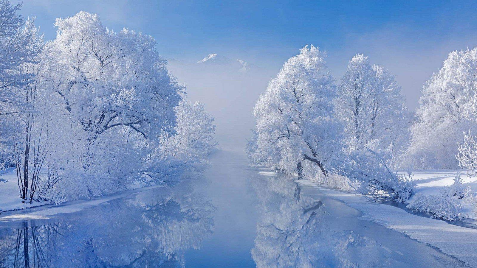 Wallpaper Sky Snow Tree Natural Landscape Branch Plant Twig 