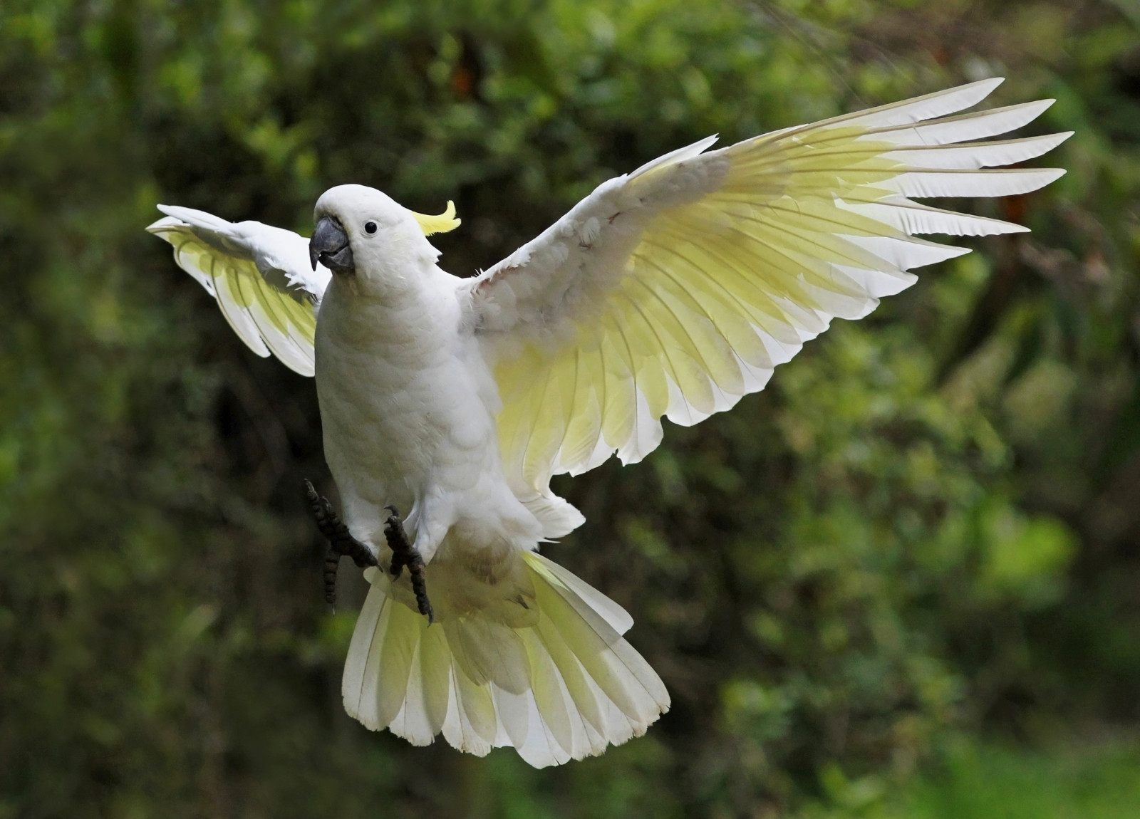 Příroda, detailní, inflight, jaro, odpoledne, dof, bokeh, Volně žijících živočichů, ngc, Papoušek, Austrálie, Victoria, přistání, npc, podsvícený, Mtdandenong, influenza, národní geografie, ptáčník, sulphurcrestedcockatoo, Narrowdepthoffield, makrofotografie, Cacatuagalerita, closetonature, Sherbrookereserve