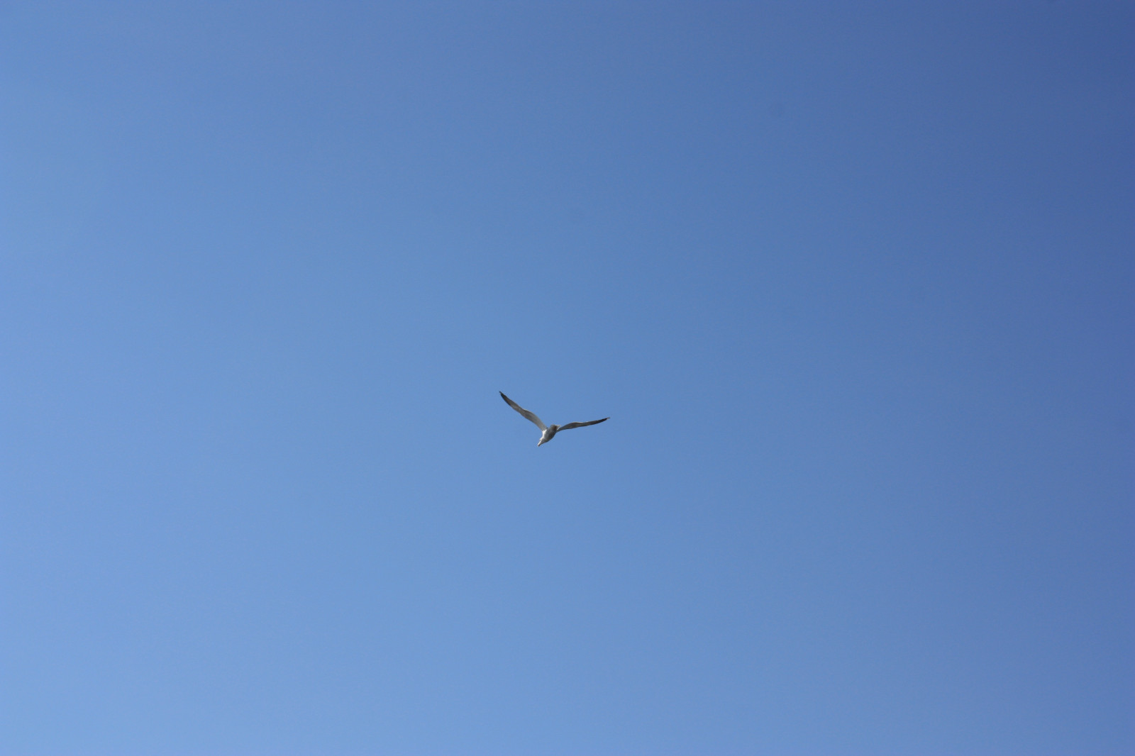 krajina, ptactvo, zvěř, Příroda, nebe, Let, Karélie, pták, mořský pták, křídlo, Atmosféra Země