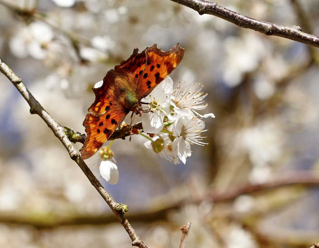 white, nature, outdoors, branch, butterfly, insect, orange, blossom, tree, flower, polygoniacalbum, macro photography, organism, membrane winged insect, comma, blackthorn