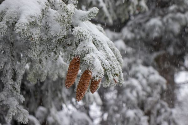 snow,fir tree,landscape,winter,pine cones