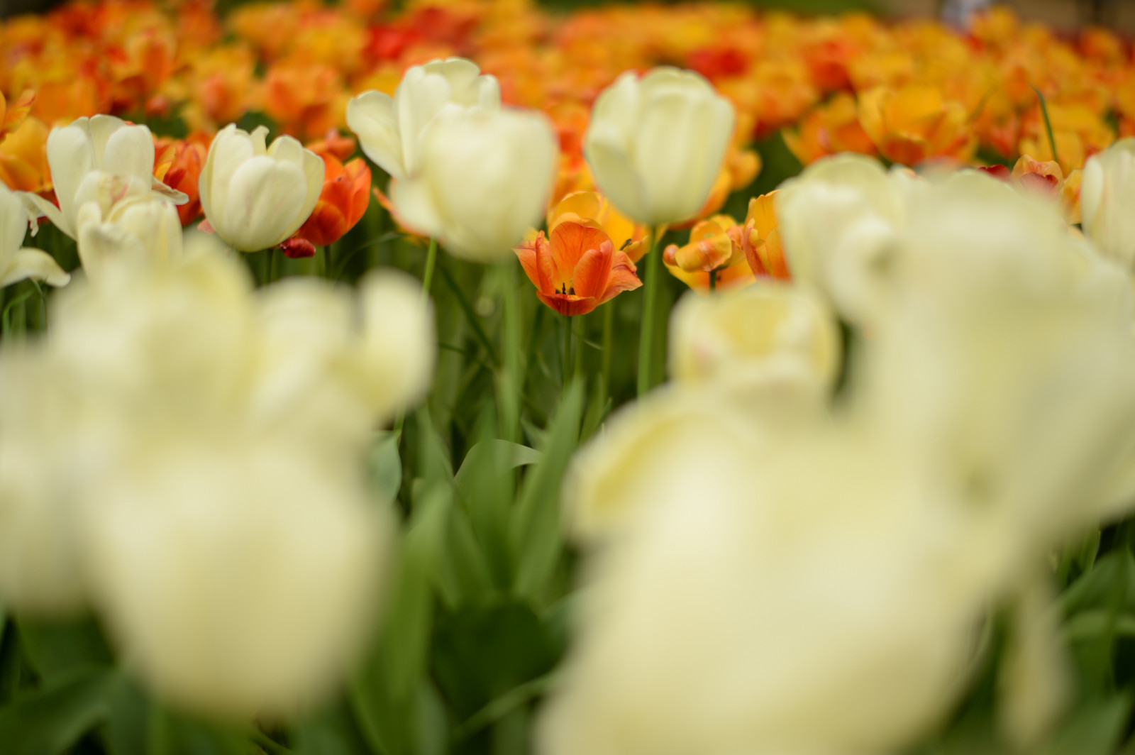 Japonsko, žlutý, Nikon, květ, jp, NIKKOR, květ, rostlina, tulipán, flóra, okvětní lístek, df, afs58mmf14g, afsnikkor58mmf14g, Tachikawa, showakinenpark, botanika, suchozemská rostlina, kvetoucí rostlina, makro fotografie, floristika