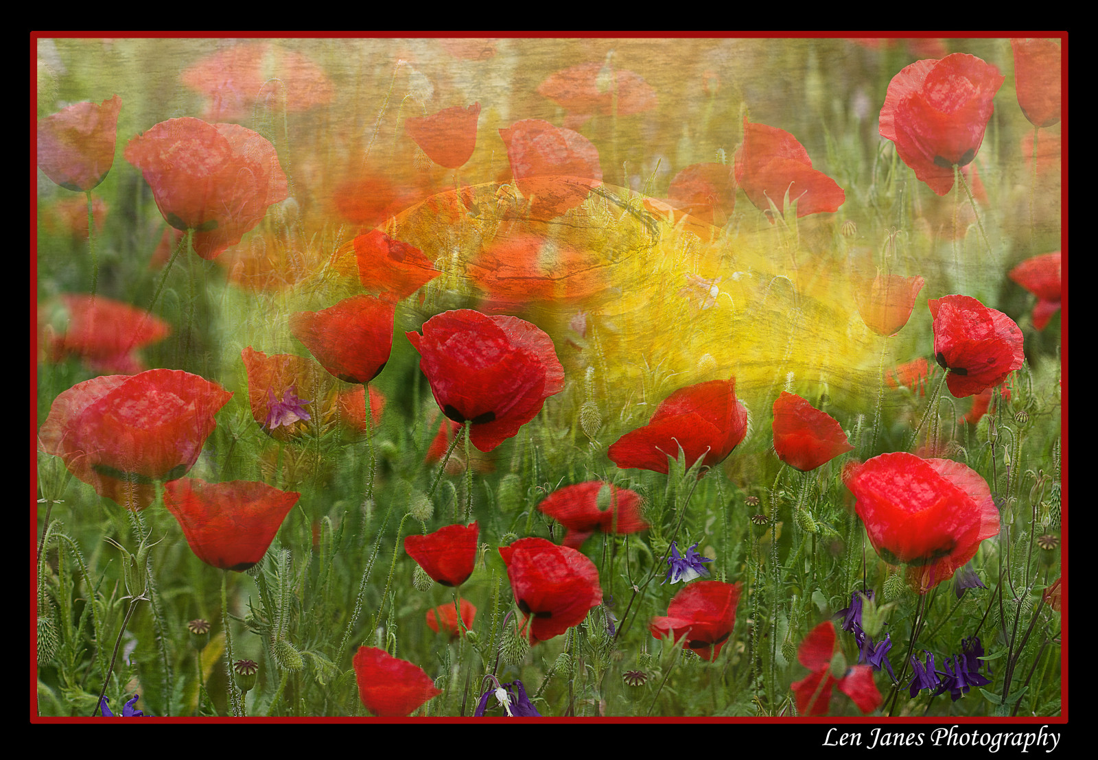 květ, Červené, divoká rostlina, louka, mák, pole, coquelicot, mák rodina, tráva, okvětní lístek, závod stonek, jaro, ekoregion, kvetoucí rostlina, nebe