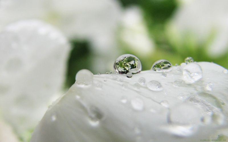 white, water, photography, water drops, closeup, macro white, water, photography, water drops, closeup, macro