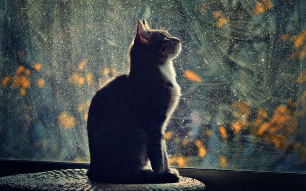 cat,cats,2560x1600 px