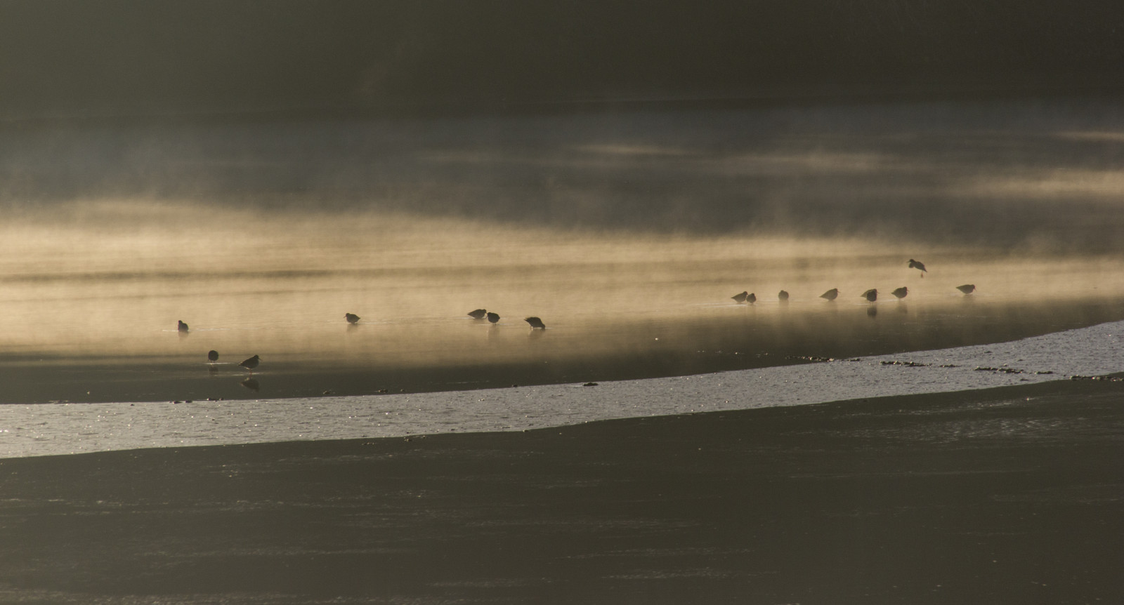 krajina, ptactvo, moře, voda, Příroda, pobřeží, písek, křídla, vozidlo, pláž, peří, svítání, bláto, led, Studený, ráno, pobřeží, Volně žijících živočichů, Kánon, horizont, původ, jíst, šťastný, Klid, Cornwall, majestátní, mrak, Krásná, parní, zvíře, nahý, dosti, Pohled, přírodní, oceán, Kachny, odrazy, flóra, vlna, barvitý, sexy, venkov, detail, brzy ráno, úžasný, krmení, mrazivý, slapy, stádo, originál, tělo, sex, erotický, canon550d, matka příroda, uknature, atmosférický jev, Atmosféra Země, tělo z vody, mořská vlna, sigmalens, planeta zvířat, mělčina při ústí řeky, ústí, sigma105mmf28macroexdgoshsm, Funa, godscreatures