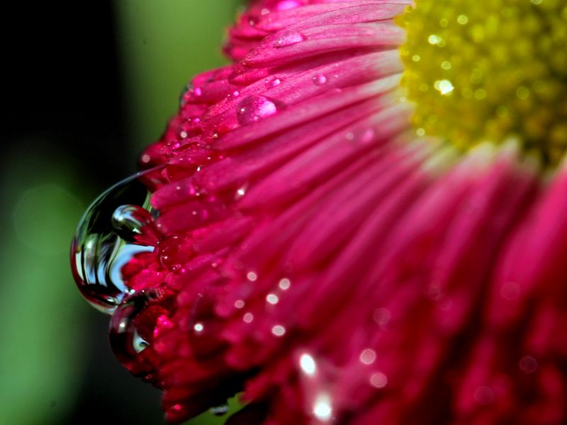 น้ำ, สีแดง, การถ่ายภาพ, เรณู, เบ่งบาน, สีเขียว