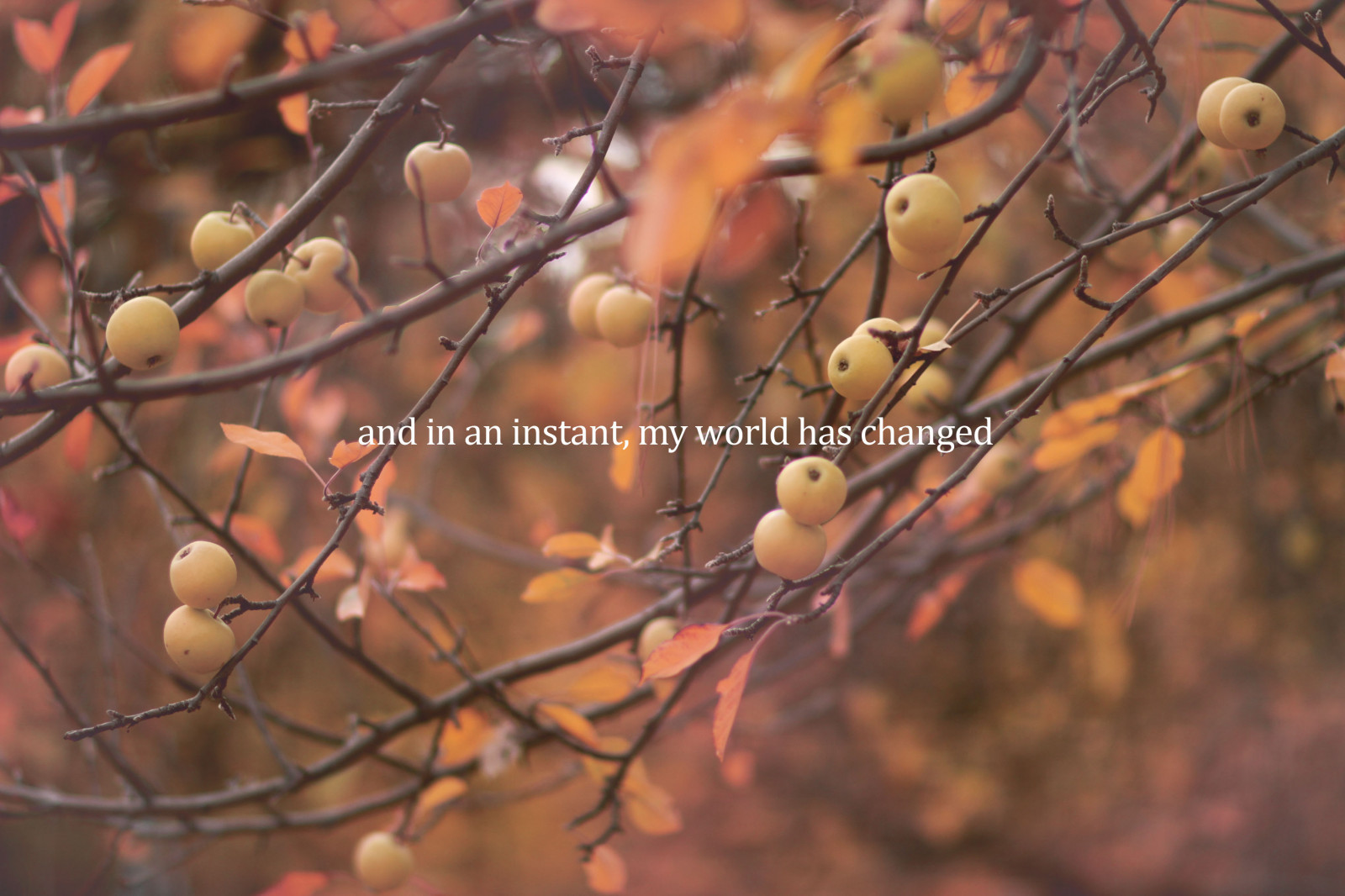 podzim, Červené, text, větev, Kánon, svět, jaro, tóny, F12, 85mm, strom, jablko, podzim, , okamžitý, 7d, typ, větvička, počítač tapeta, opadavý, má, změněn