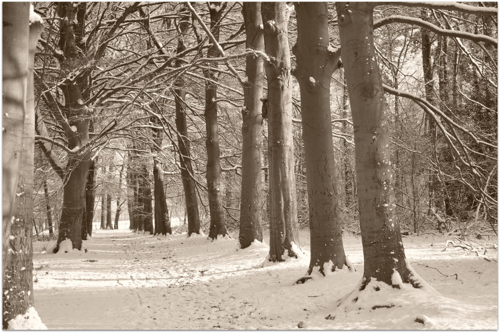 Impression sur Verre 120x80cm Tableaux Image Photo hiver neige