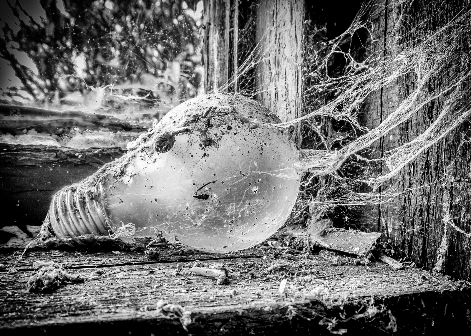 ดำและขาว, น้ำ, ถ่ายภาพขาวดำ, ต้นไม้, การถ่ายภาพ, ขาวดำ, stock photography, การแช่แข็ง, แนวนอน, ถ่ายภาพนิ่ง