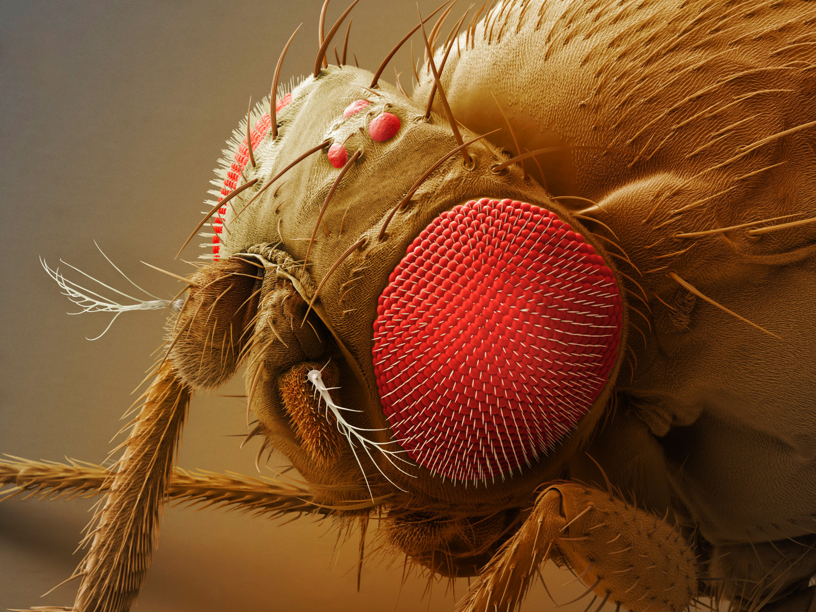 animals, red, photography, insect, head, flower, eye, christmas decoration, human body, organ, close up, macro photography, invertebrate