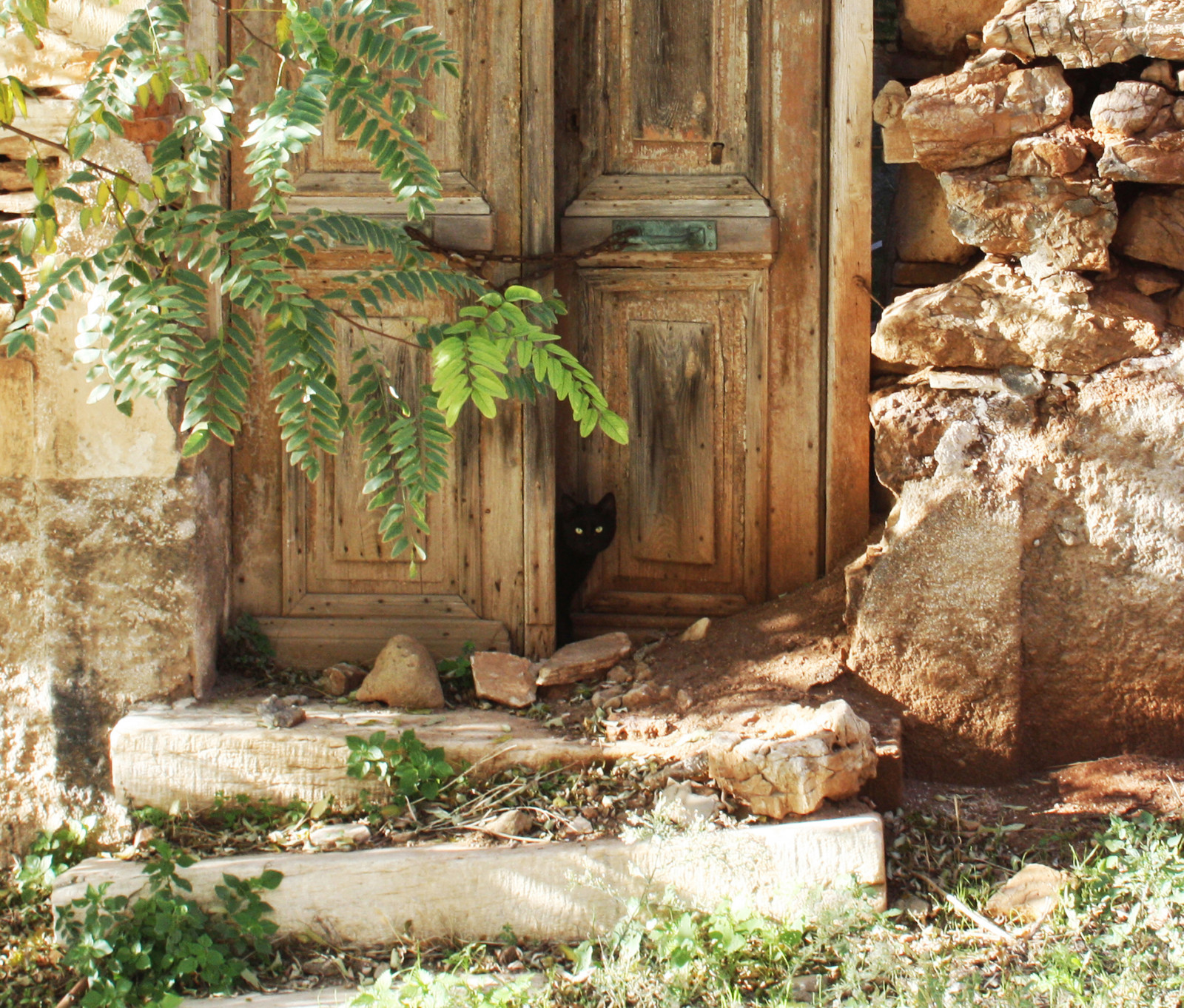Wallpaper door, black, cat, photography, for, holidays, good, Greece