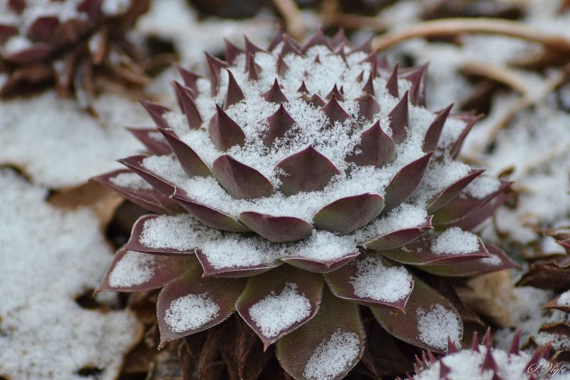 winter,vetplanten,sneeuw,sempervivum