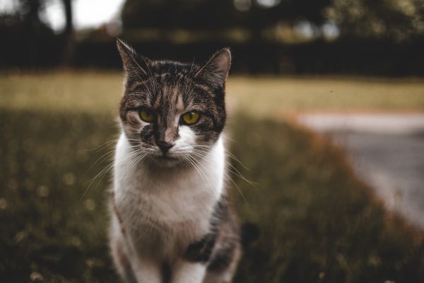cat,muzzle,spotted,sits