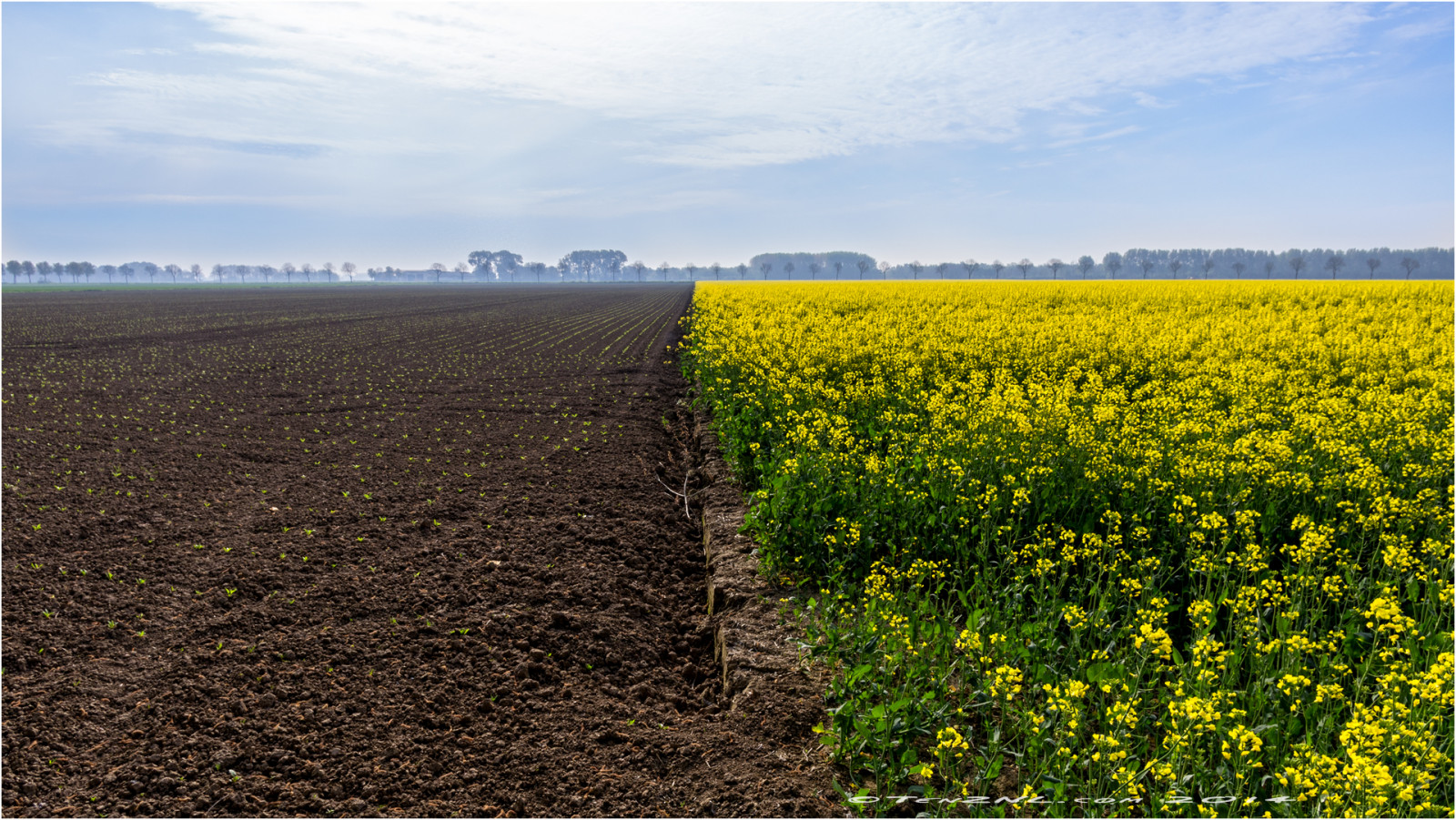 krajina, nebe, pole, žlutý, hospodařit, horizont, jaro, pentax, řepkového, mrak, strom, květ, rostlina, K5, znásilnění, polovina, řepka, zemědělství, plantáž, olej, prostý, divoká rostlina, prérie, oříznutí, rapa, rapaseed, vyrobit, tráva rodina, zeleninový, brassica, hořčice závod, brassica rapa, hořčice a zelí rodina, ekoregion, rozdělený, koolzaad, smcda15mmf4edallimited, veld, řepky, Brassicaceae, Napus, Bionafta, Rapi, Gescheiden