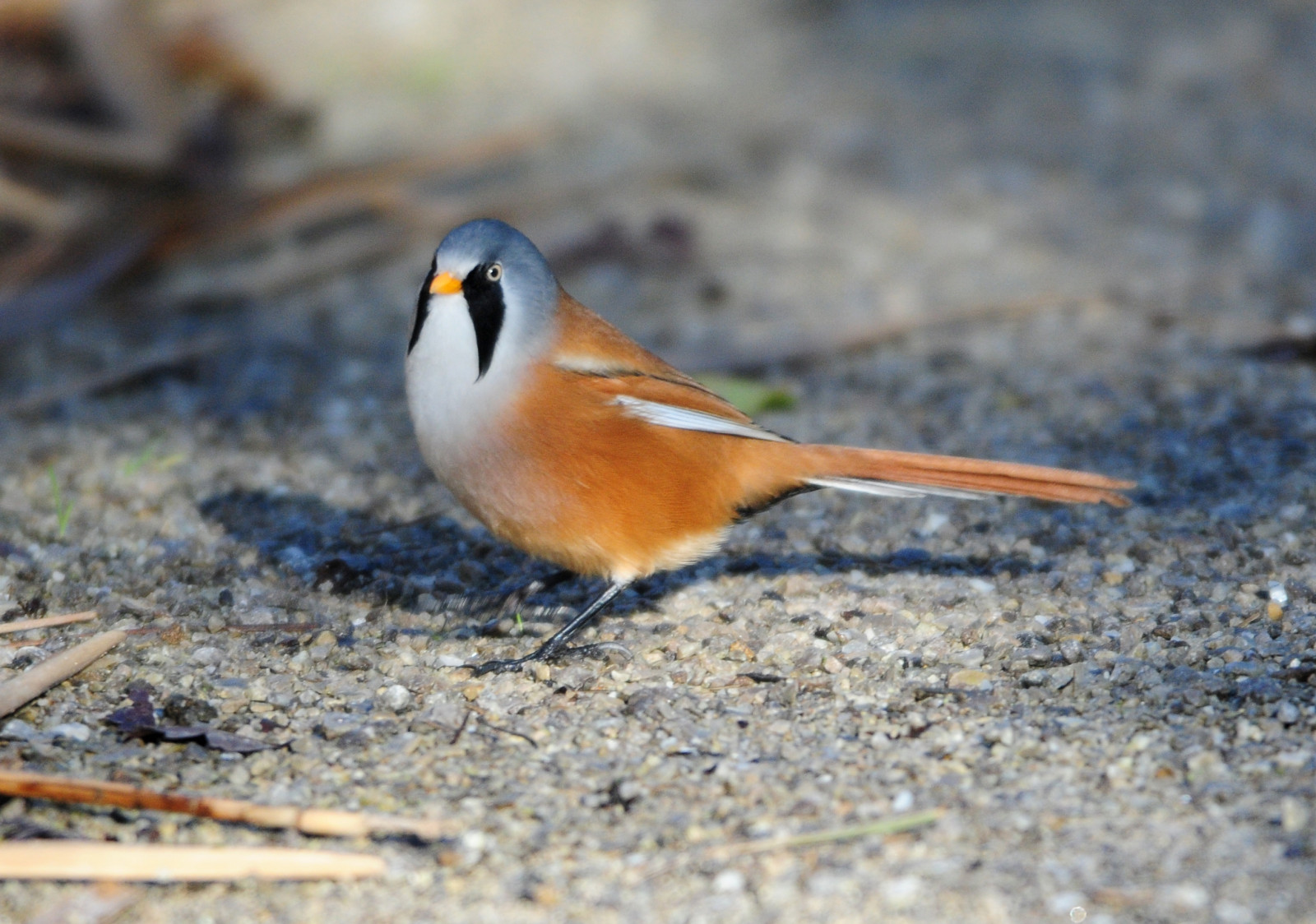 Fond d'écran marron, mâle, oiseau, roseaux, grincer, gingembre, en mangeant, chemin, Les Fond d'écran marron, mâle, oiseau, roseaux, grincer, gingembre, en mangeant, chemin, Les