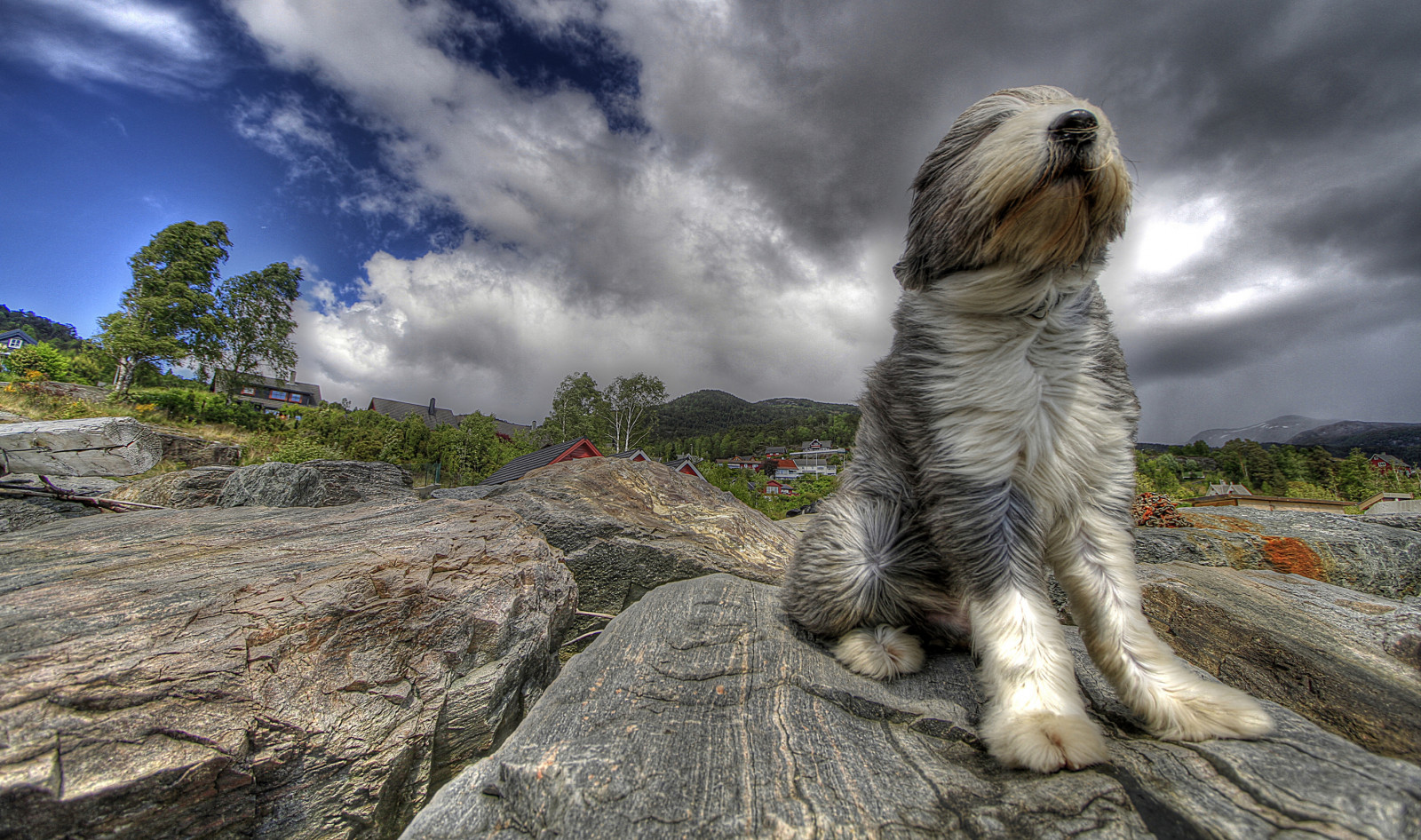 Sfondi : paesaggio, ritratto, roccia, erba, cielo, Norvegia, cane