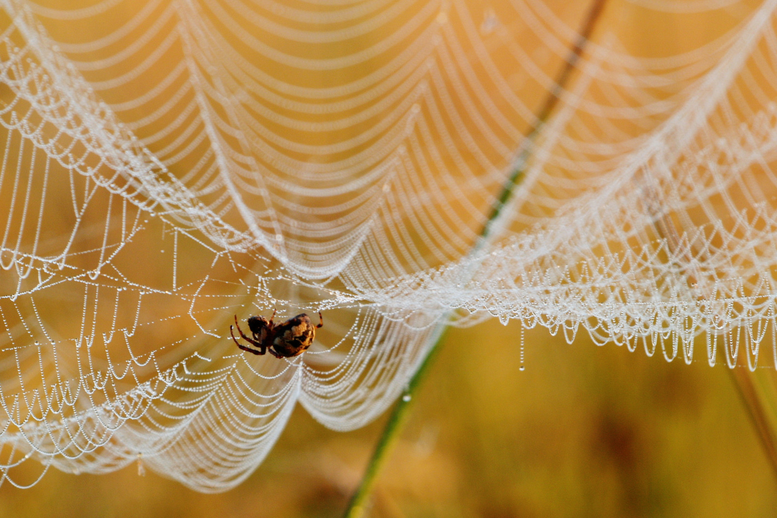 pavoučí síť, zblízka, bezobratlý, voda, makro fotografie, vlhkost, pavoukovec, členovců, Volně žijících živočichů, pavouk, rosa