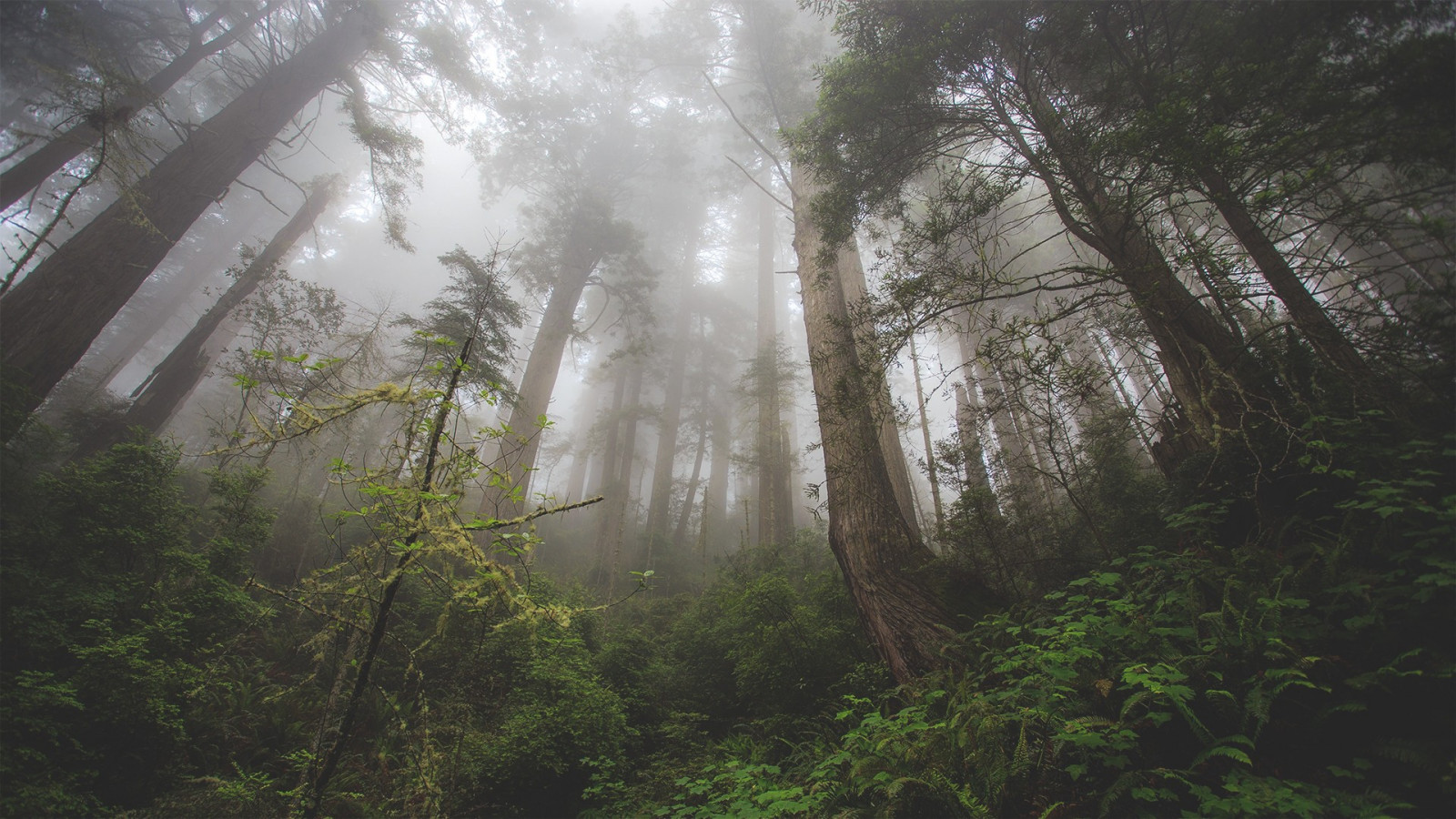 slunečnímu záření, stromy, les, listy, Příroda, rostliny, dřevo, zelená, ráno, mlha, ponurý, džungle, deštný prales, strom, mlha, počasí, zálesí, místo výskytu, přírodní prostředí, atmosférický jev, dřevina, geografický rys, prales, vodní prvek
