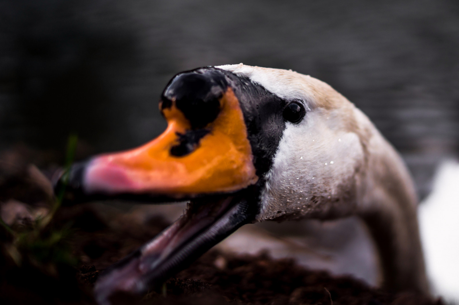 Sony, alfa, A58, 35MM, F18, hurtig, prime, skarp, overfladisk, dybde, dybdeskarphed, dOF, svane, fugl, dyr, vand, sø, Miskolc, miskolctapolca, parkere, rejse, rejse, fare, omsorg