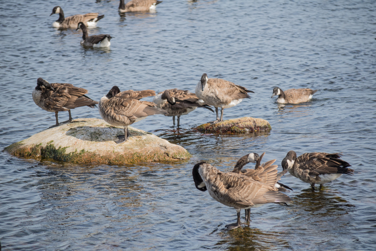 moře, voda, Volně žijících živočichů, pták, vatten, hav, f gel, sterlen, exif modelu canoneos760d, geocountry, Kamera aby kánon, geocity, Model fotoaparátu canoneos760d, geostate, geolocation, EXIF čočka efs18200mmf3556is, exif focallength 200mm, exif aby kánon, EXIF isospeed 100, EXIF otvor 63, Simrishamn, fauna, obratlovců, vodní pták, shorebird, sandpiper