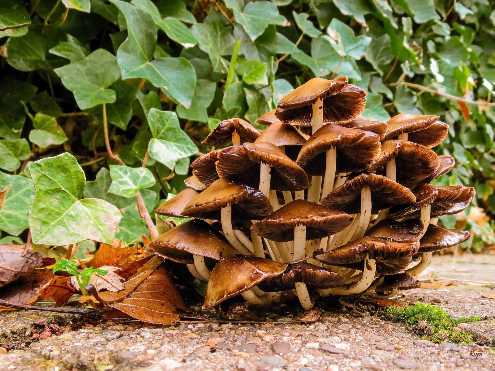 houba, houby, houby, Pilze, Pilz