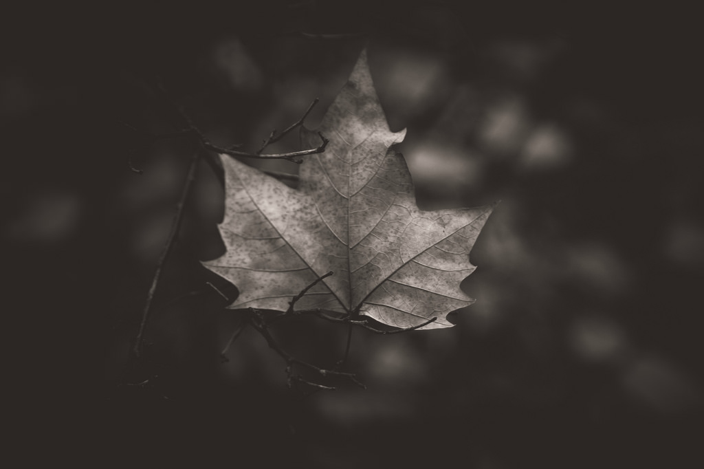 strom, Příroda, listy, sépie, list, chycen