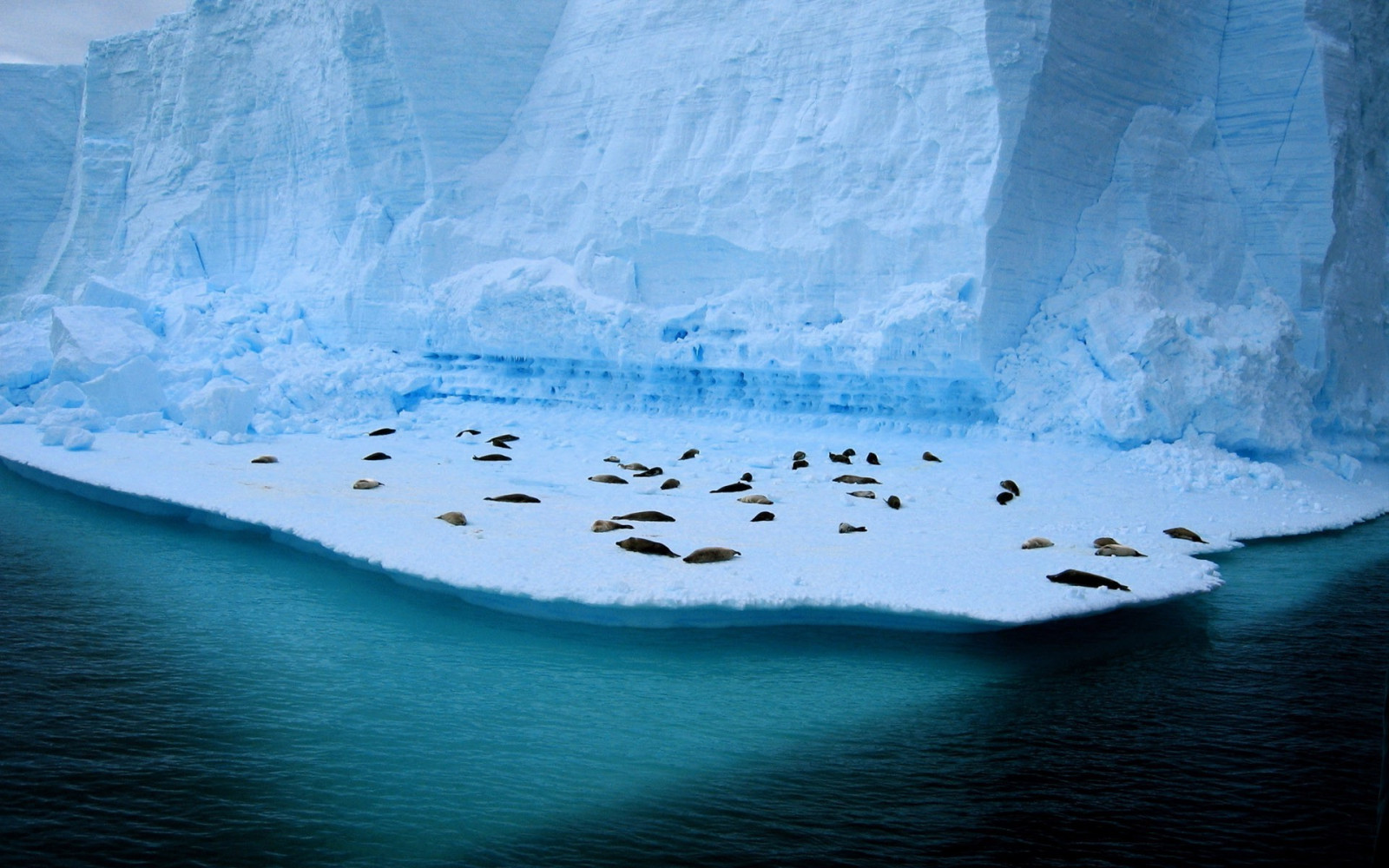 Animales, mar, agua, naturaleza, reflexión, iceberg, azul, hielo, Ártico, focas, Congelación, derritiendo, Oceano, ola, 1920x1200 px, glaciar, Forma de relieve, hielo marino, océano Ártico, capa de hielo, Forma de relieve glaciar
