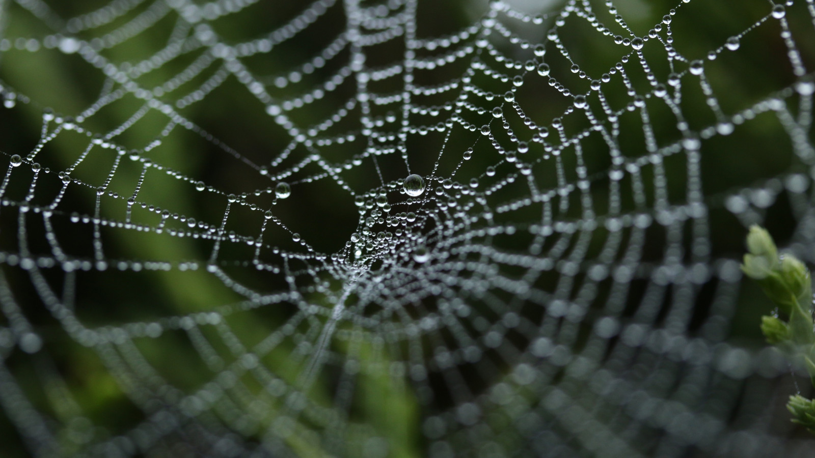 zvěř, Příroda, zelená, pavouk, rosa, pavoukovec, materiál, fauna, zblízka, makro fotografie, závod stonek, bezobratlý, vlhkost, členovců, pavoučí síť, orb weaver pavouk, araneus, Evropská zahradní pavouk