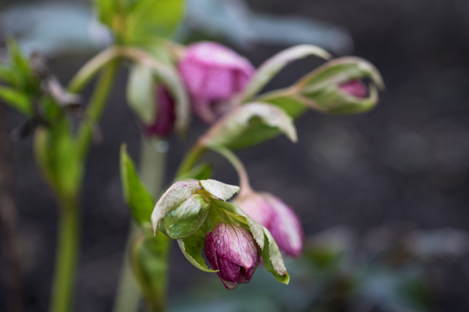 květ, jaro, květ, rostlina, orchidej, flóra, pupen, Lund, botaniskatr dg rden, v r, Botanická zahrada, christmasrose, julros, divoká rostlina, botanika, suchozemská rostlina, kvetoucí rostlina, kolouch lily, makro fotografie, Cypripedium
