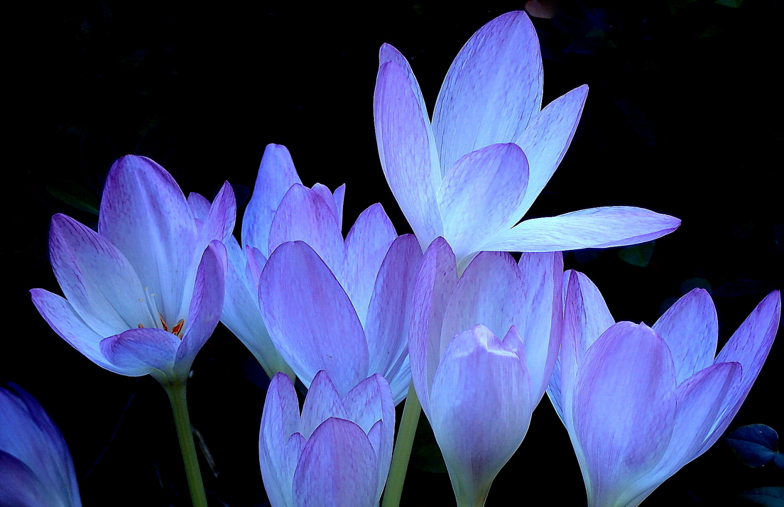 Příroda, naturephotography, krokus, krokusy, Autumncrocus, květiny, květ, květ, květy, nafialovělý, choulostivý, vynikající, Krásná, barva, barva, barvitý, Colchicums, Colchicum, blackbackground, makro, bokeh, zblízka, detailní