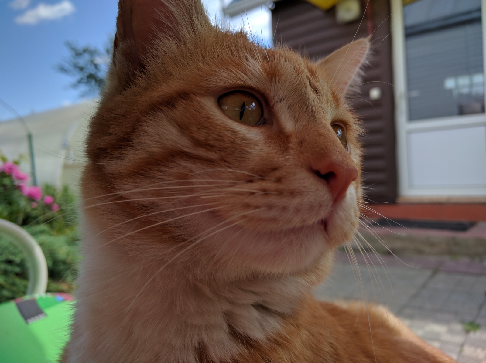 Katze, Pflanze, Fenster, Felidae, Fleischfresser, Kleine bis mittelgroße Katzen, Ohr, Whiskers, Kitz, Schnauze, Pelz, Häusliche kurzhaarige Katze, home appliance, terrestrial animal, Baum, Himmel, Bilderrahmen, Gras, Pfote