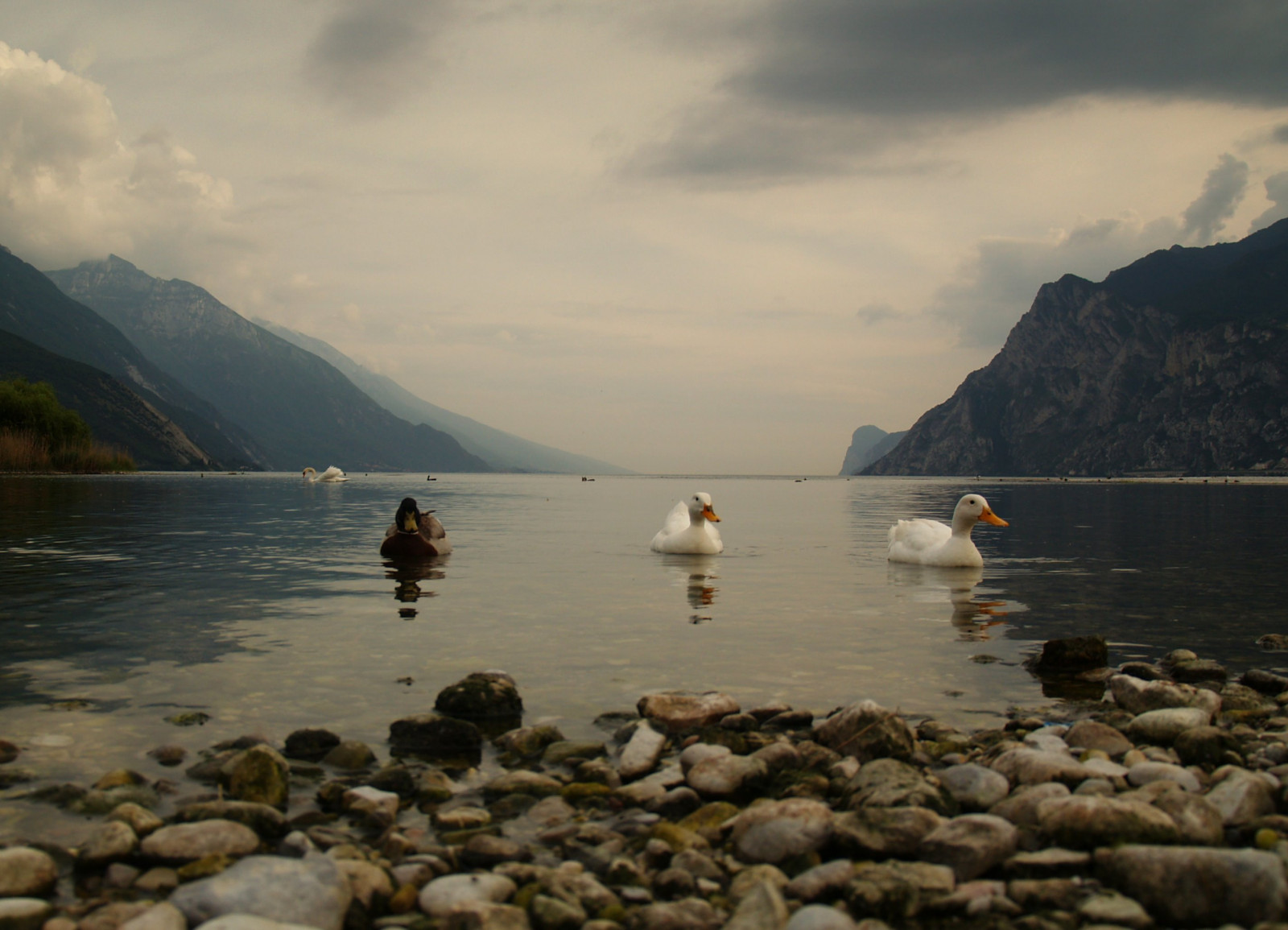 topf25, lago, kachna, Kachny, waterbird, Riflessi, vodní ptáci, gardameer, lagodigarda, Oche, naturesfinest, Němečtí, Becchi, Pennuti, Sarca, Torbolesulgarda, outstandingshots, gardawind, 25faves, Uccelliacquatici, Ochette, Fiumesarca