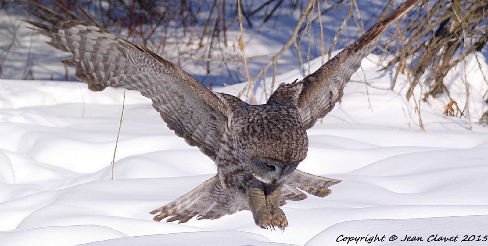 Příroda, Volně žijících živočichů, dravý pták, sova, 2015, šedá, Kořist, Sokol, raptor, neige, hibou, zvíře, skvělý, pták, greatgreyowl, hiver, křídlo, fauna, obratlovců, chouette, lapone, GGO, proie, griffe, Ailes