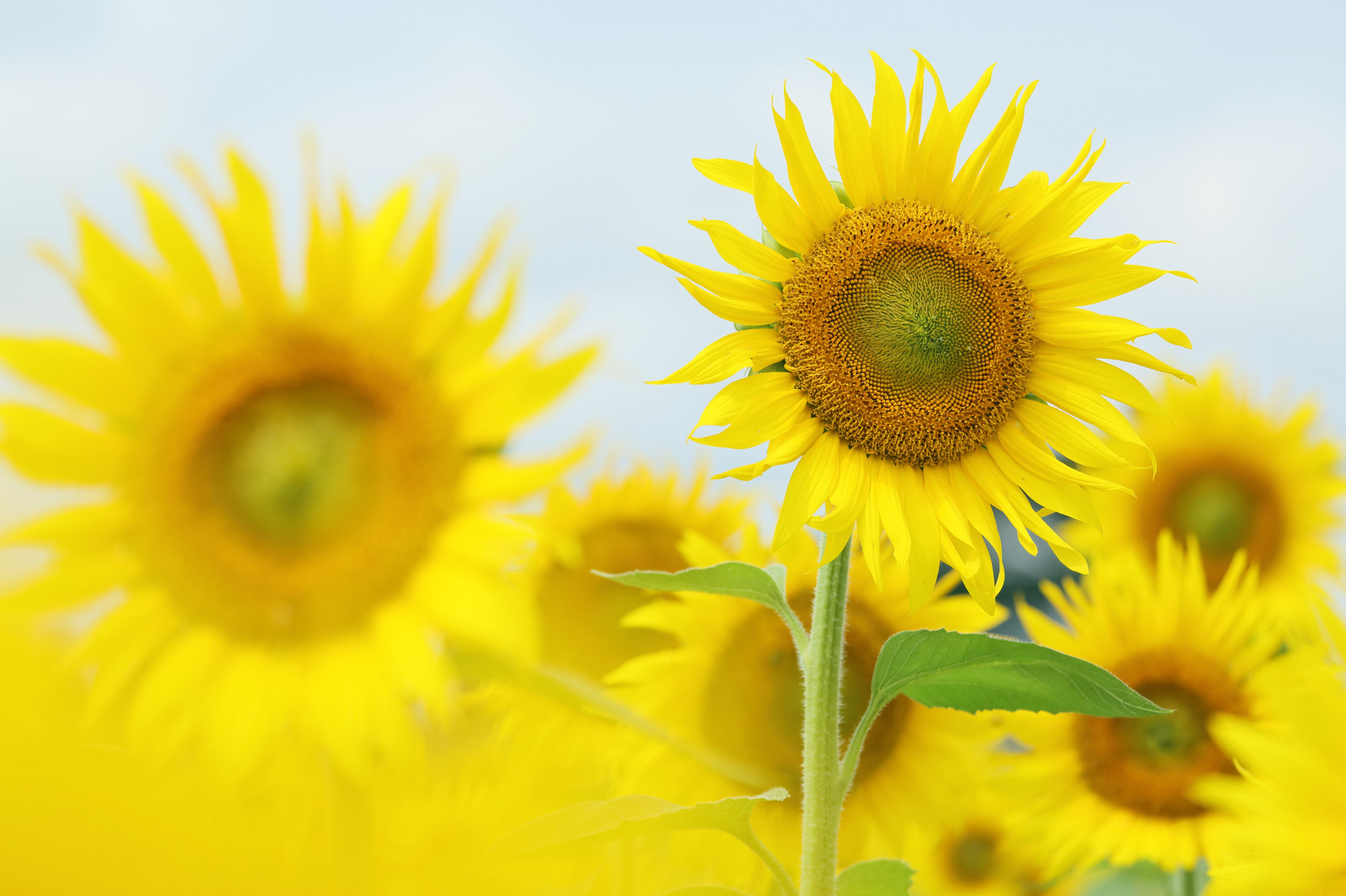 Wallpaper summer, august, sunflowers 5760x3840 983993 HD