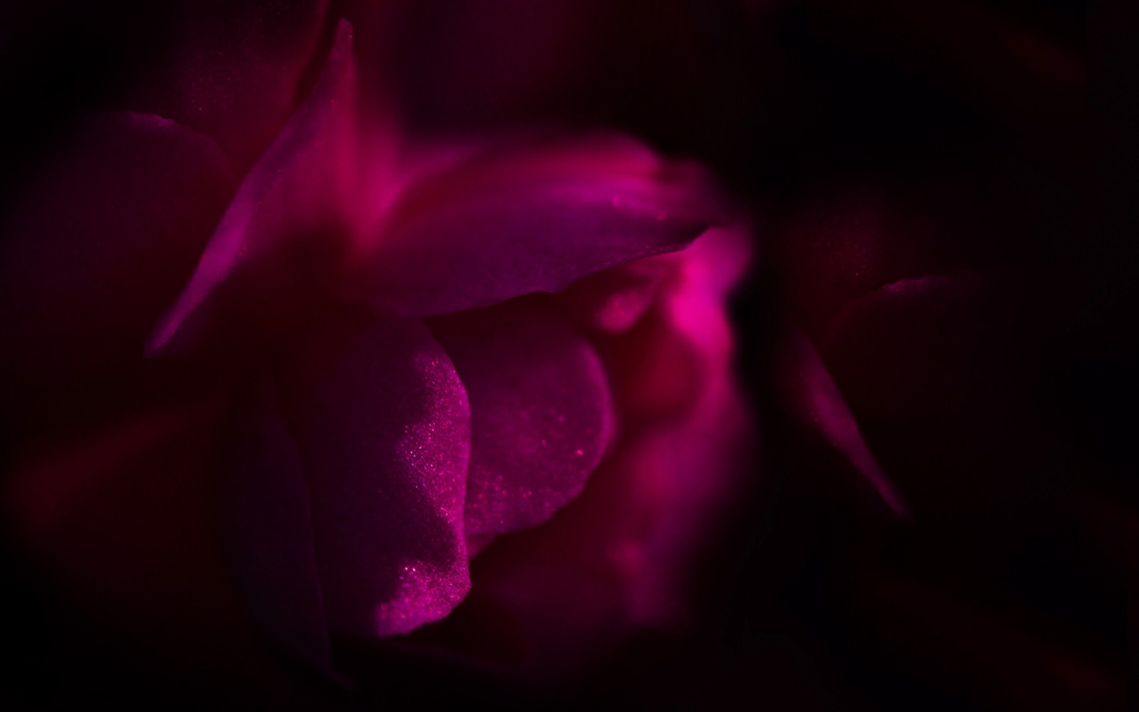 blomster, rød, lilla, makro, lyserød, lys, farve, blomst, plante, mørke, kronblad, 2560x1600 px, jord plante, blomstrende plante, makrofotografering