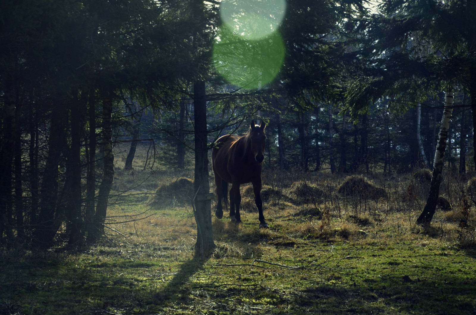 slunečnímu záření, stromy, krajina, les, temný, Příroda, kůň, tráva, nebe, pole, větev, zelená, ráno, Volně žijících živočichů, atmosféra, Polsko, kon, Tajemství, světlo, strom, náladový, rostlina, koně, pastvina, las, tma, louka, natura, polska, zálesí, venkov, dřevina, mírné jehličnatý les, biome, prales, pastvisko, jev, Nakresli, Mi dzyg rze