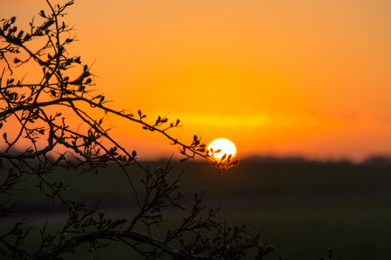 sollys, landskab, solnedgang, natur, himmel, Mark, afdeling, solopgang, aften, morgen, Sol, horisont, skumring, Sky, blomst, daggry, himmel, landskabet, Moln, landsbygd, soluppg ng, s dersl tt, landskap, prærie, atmosfærisk fænomen, efterglød, rød himlen om morgenen