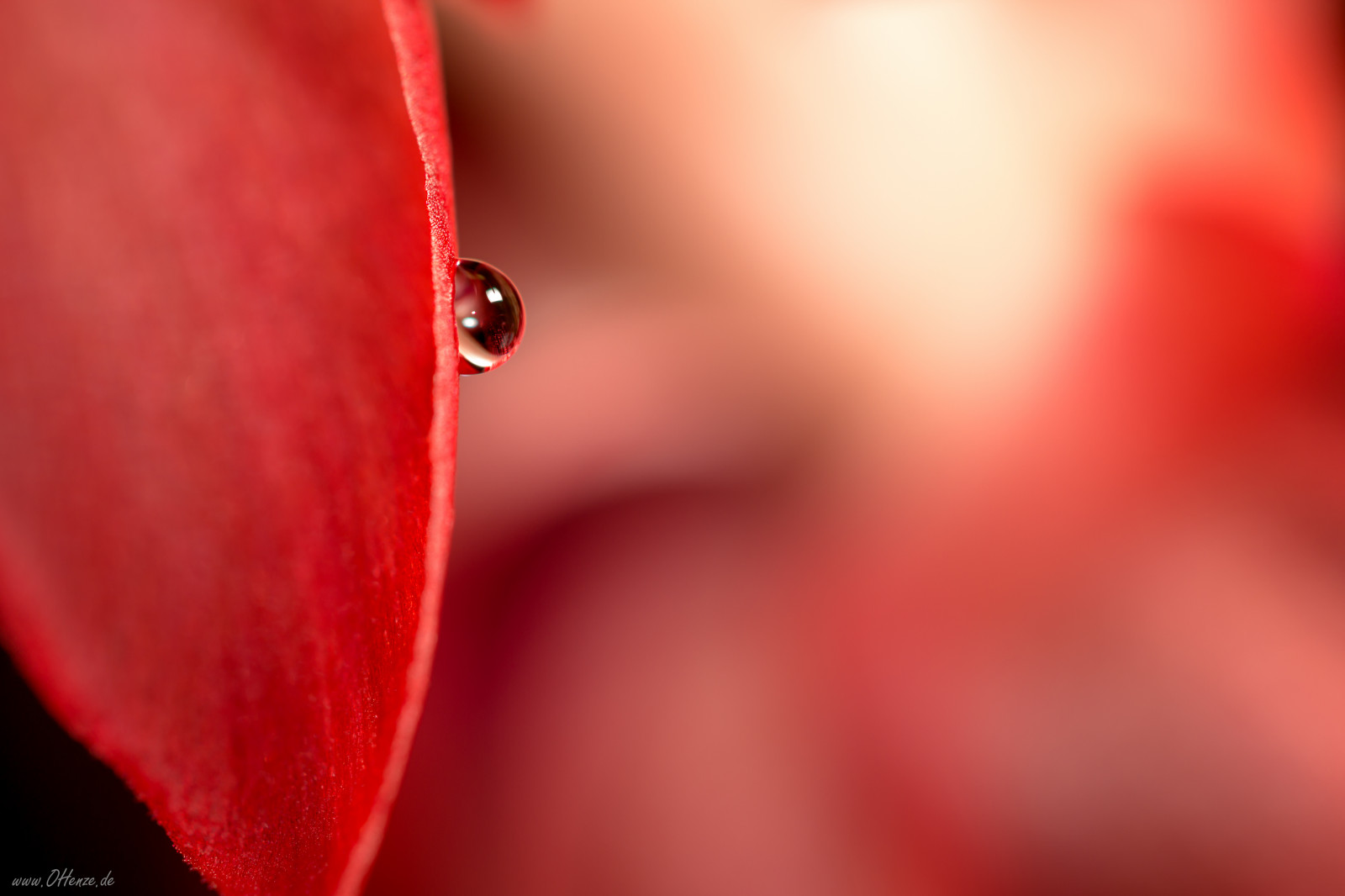 Červené, fotografování, makro, Německo, Kánon, růžový, listopad, 2013, rosa, Klein, barva, list, květ, rostlina, makro, okvětní lístek, 600D, eos, wasser, trouchnivění, tropfen, suchozemská rostlina, kvetoucí rostlina, Lidské tělo, orgán, zblízka, makro fotografie, vlhkost, perle, wassertropfen, 52wochen 2013, kw48, wochenstart, woche48, 2511