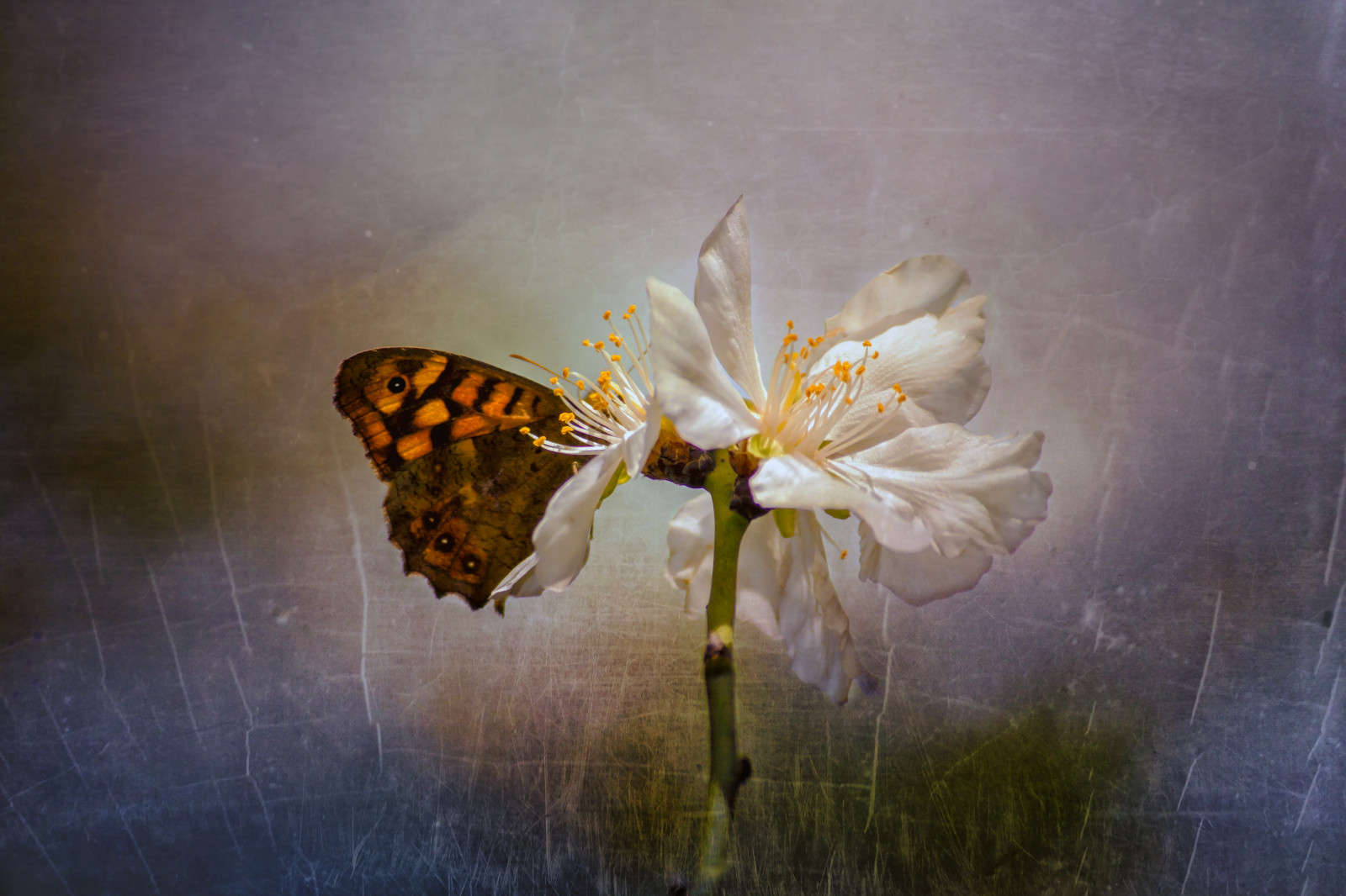 Spring Flower Insect Background Wallpaper : nature, butterfly, insect, yellow, spring, leaf, flower ...