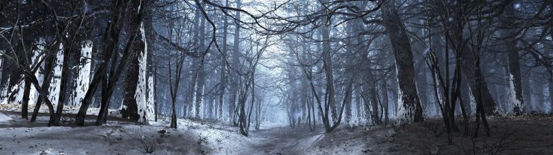 luce del sole, foresta, la neve, inverno, ramo, ghiaccio