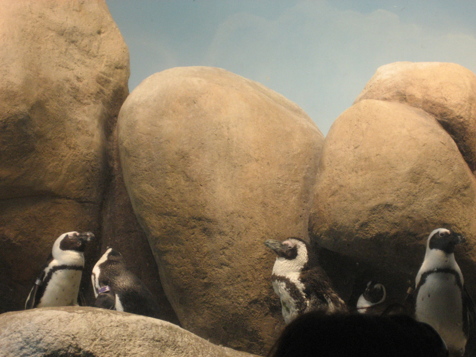 Californien, akvarium, Bugt, pingviner, Monterey, afrikansk, blackfooted