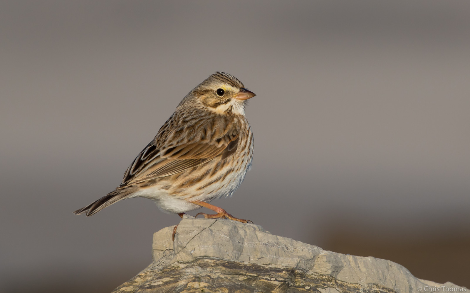 barnegatlighthouse, barnegatlighthousesp, Fugleopdræt, fugle, fugl, birder, aviær, ornitologi, Fuglekiggeri, udendørs, dyr, savannahsparrow, ipswichsavannahsparrow, spurv, Ipswich