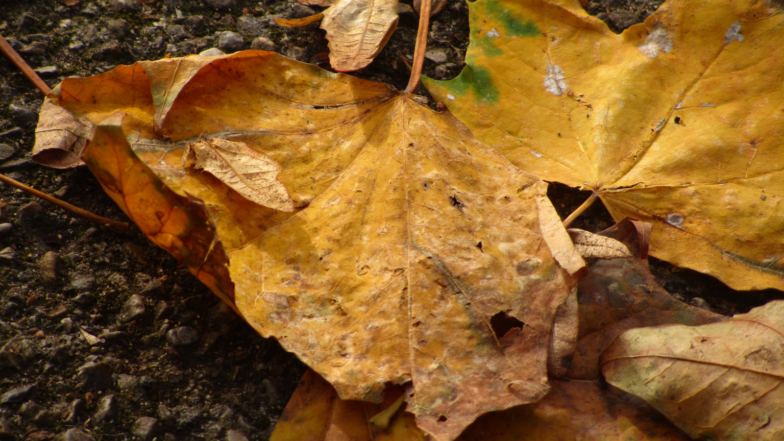 Příroda, architektura, průmyslový, grafiti, listy