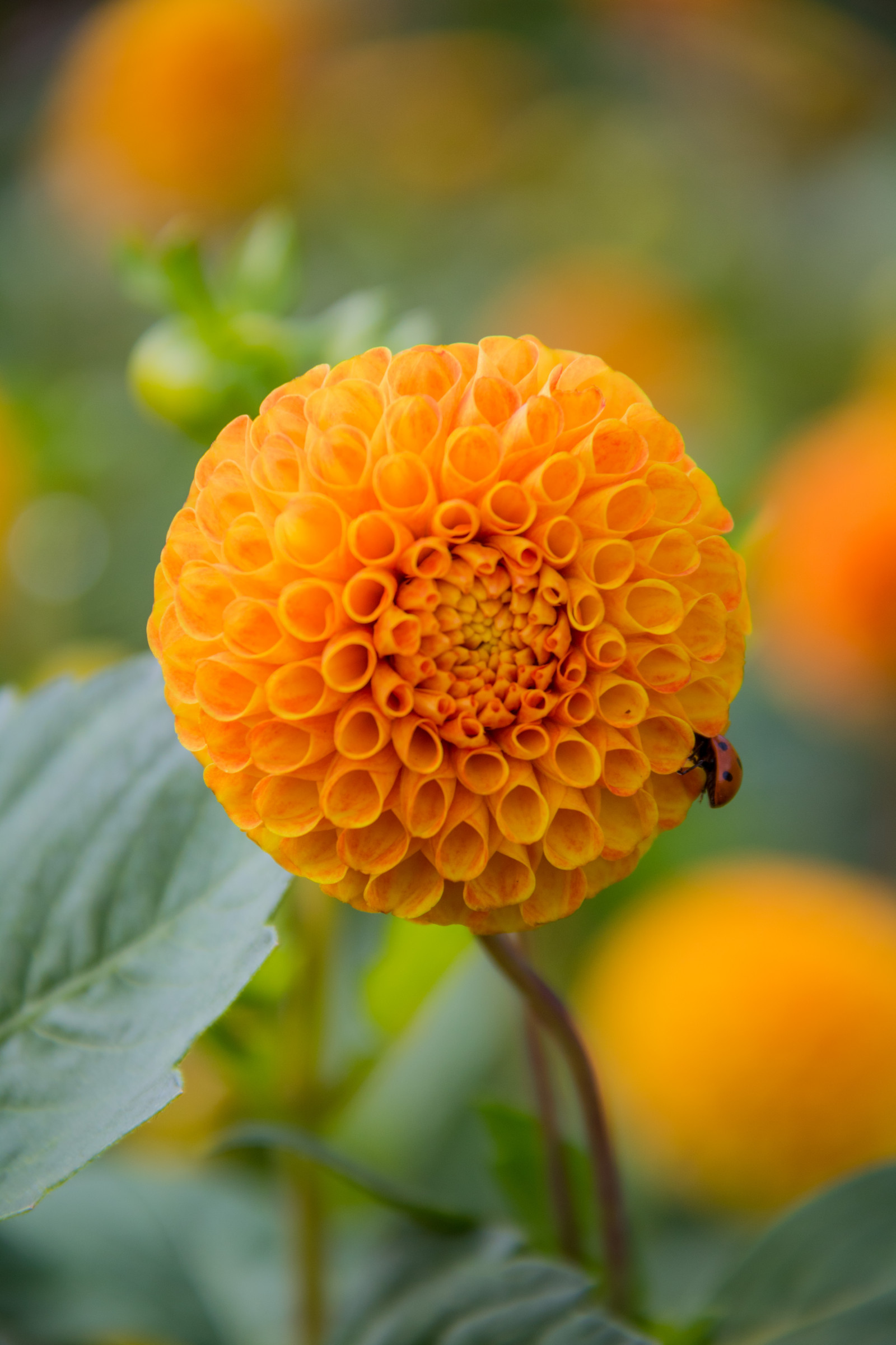 natur, insekt, gul, blad, blomst, plante, dahlia, flora, blomma, malmø, mariehøne, Ladybug, exif model canoneos760d, geocountry, kamera gør kanon, geocity, kameramodel canoneos760d, geostate, geolocation, exif linse efs18200mmf3556is, exif åbning 56, exif focallength 200mm, exif gøre kanon, exif isospeed 200, Katrinetorp, insekt, kronblad, wildflower, botanik, jord plante, blomstrende plante, tæt på, etårig plante, makrofotografering, stængelplante, daisy familie, nektar, calendula