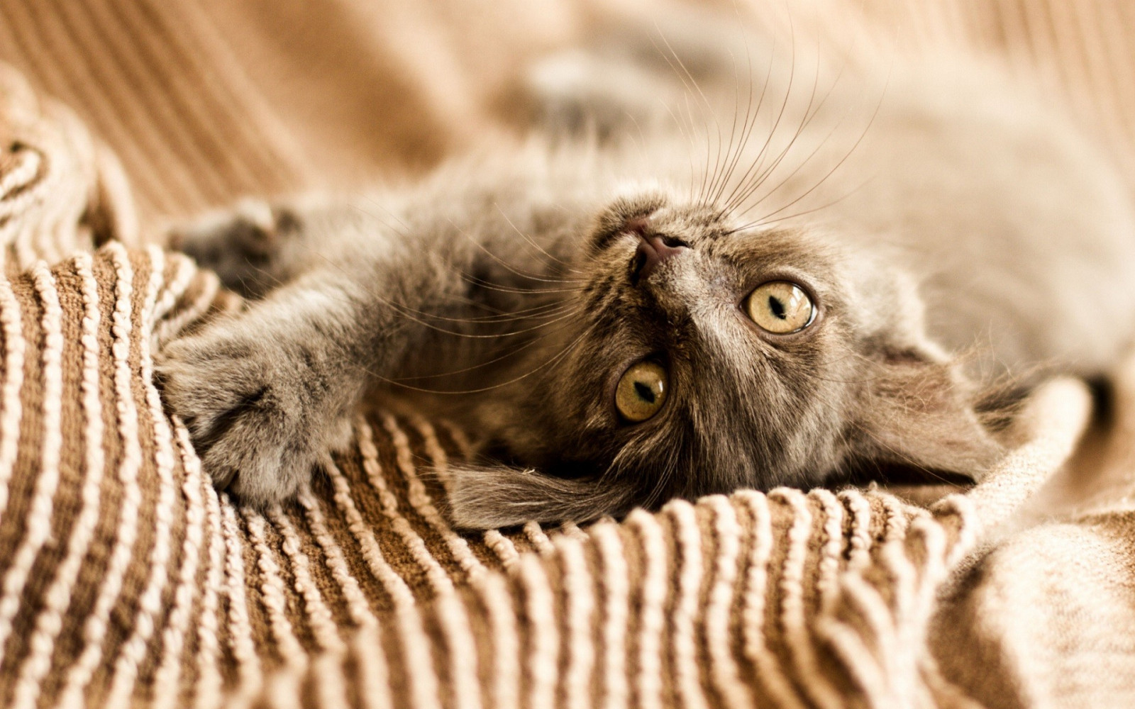 Masaüstü kedi, Hayvanlar, Izleyiciye bakmak, Fotoğraf, burun, Bıyık